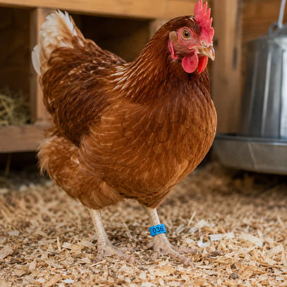 Chicken Identification Leg Bands